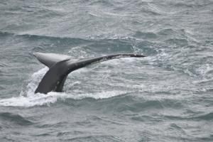 humpback whale fluke
