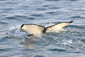 humpback whale fluke
