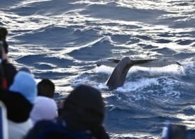 humpback whale and passengers