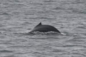 humpback whale dorsal fin