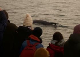 humpback whale and passengers