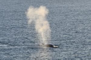 humpback whale breath