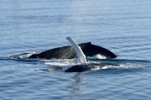 humpback whales feeding and rolling