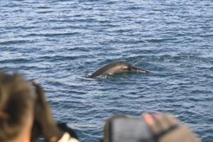 humpback whale and passengers