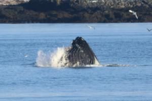 lunge feeding humpback whale