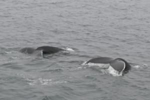 humpback whale flukes