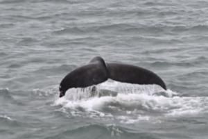 humpback whale fluke