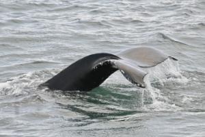 humpback whale fluke