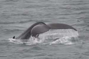 humpback whale fluke