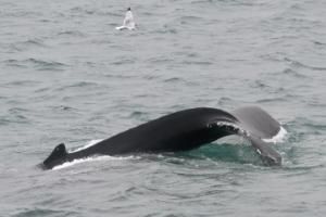 humpback whale fluke