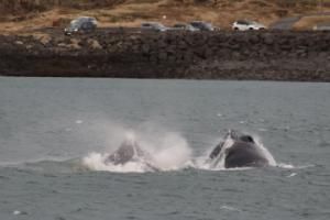 humpback whales lunge feeding