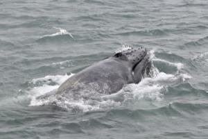 humpback whale lunge feeding