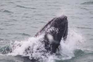 humpback whale lunge feeds