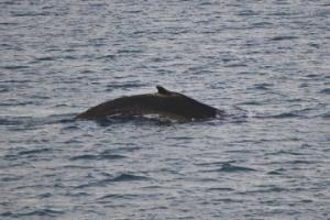 humpback whale surfaces
