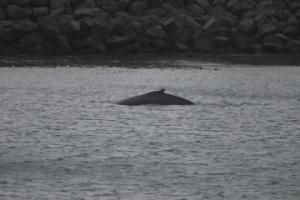 humpback whale close to land