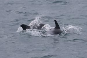 white-beaked dolphin pair surfacing