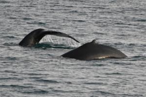 humpback whales
