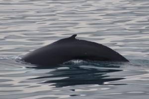 humpback whale dorsal fin
