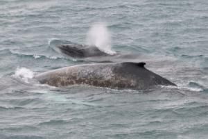humpback whales