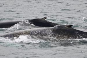humpback whales