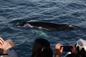 humpback whale and passengers