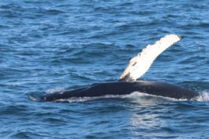 humpback whale pectoral fin