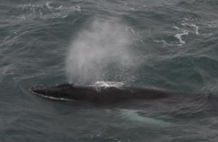 humpback whale closeup