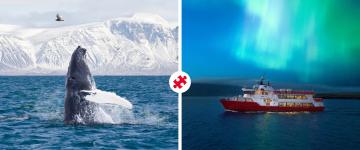 whales and northern lights combo