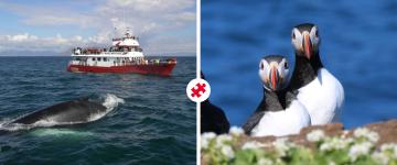 whales & puffins combo