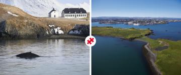 whales & viðey island combo