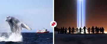 whales & imagine peace tower combo