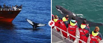 Whale Watching in RVK and AEY combo