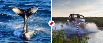 classic whale watching & buggy combo