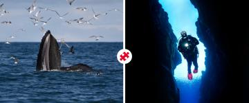 whales & diving combo