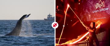 whales & lava show combo tour