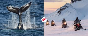 classic whale watching & snow all year