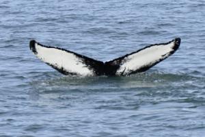humpback whale fluke