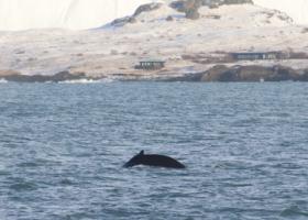 humpback whales in winter