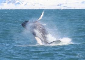 breaching humpback whale