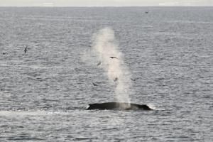 humpback whale feeding around birds