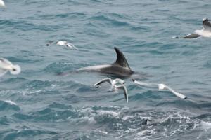 white-beaked dolphins feeding