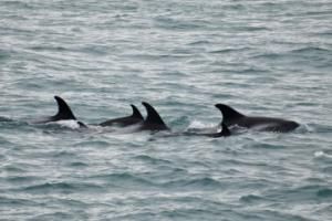 white-beaked dolphins