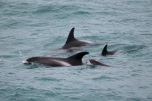 white-beaked dolphins