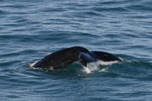 humpback whale fluke