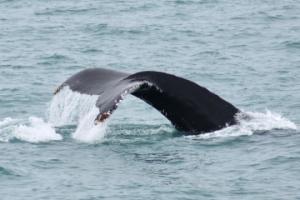 humpback whale fluke