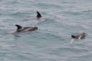 white-beaked dolphins