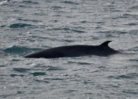 minke whale dorsal fin