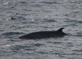 minke whale