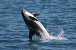 white-beaked dolphin jumping