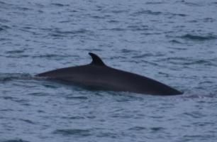 minke whale